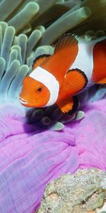 Animals,Clown Fish,Sea