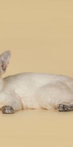 Animals,Color,Balinese,Balinez,Balinese Cat,Breed