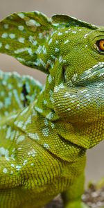 Animales,Color,Basilisco,Reptil,Gatear