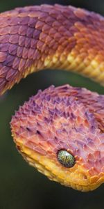 Animals,Color,Bend,Scale,Scales,Snake