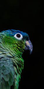 Animals,Color,Bird,Parrots,Beak,Black Background