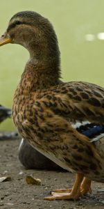 Animales,Pluma,Color,Birds,Ducks