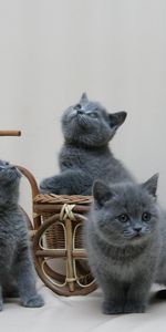 Animals,Color,Briton,Photosession,Photo Shoot,British Kittens,Miniature