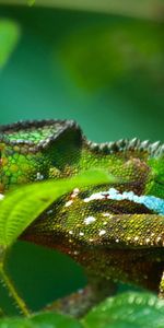 Brillant,Couleur,Reptile,Caméléon,Animaux