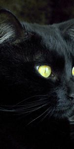 Animals,Color,Dark,Muzzle,Eyes,Cat