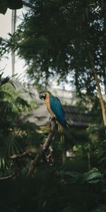 Animals,Color,Macaw,Coloured,Tropics,Palms,Bird,Parrots,Jungle