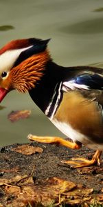 Animals,Color,Pond,Feather,Bird,Mandarin Duck