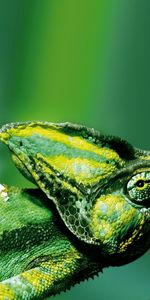 Animals,Color,Reptile,Chameleon