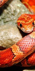 Animals,Color,Reptile,Snake