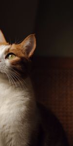 Animals,Color,Sight,Opinion,Armchair,White Red,Green Eyes,Cat