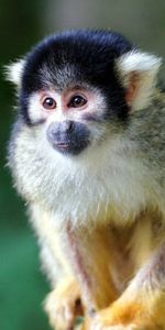 Animals,Color,Small,Petite,Saimiri,Monkey