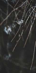 Animals,Cones,Tit,Titica,Bird,Branch