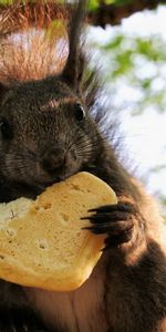 Animales,Galletas,Ardilla,Comida