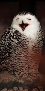 Animals,Cool,Emotions,White Owl,Polar Owl,Bird,Owl