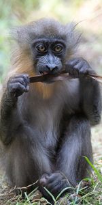 Animals,Cool,Primate,Wildlife,Monkey,Funny