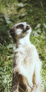 Animaux,Frais,Valeur,Surikat,Refroidir,Suricate