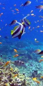 Animals,Coral,Underwater World,Fishes