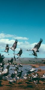 Animals,Cranes,Flight,Flock,Birds