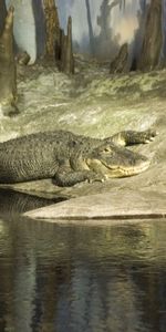 Animals,Crocodiles