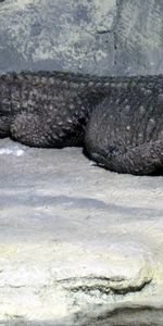 Crocodiles,Animaux