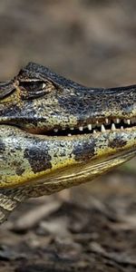 Animaux,Crocodiles