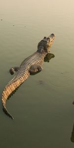 Animals,Crocodiles