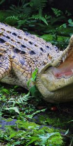 Animaux,Crocodiles