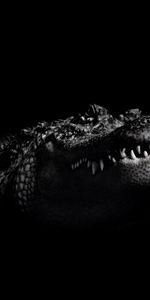 Animaux,Crocodiles