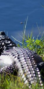 Animaux,Nature,Crocodiles