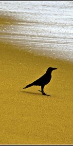 Animaux,Corbeaux,Oiseaux,Plage