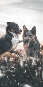 Animals,Dandelions,Field,Tongue Stuck Out,Protruding Tongue,Playful,Dogs