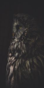 Animals,Dark,Bird,Predator,Looks,Rotated,Turned,Owl