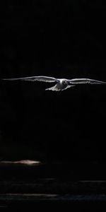 Animals,Dark,Flight,Wings,Bird