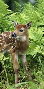 Animals,Deers