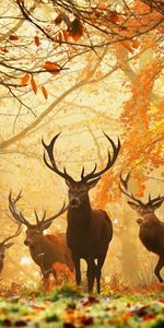 Animals,Deers