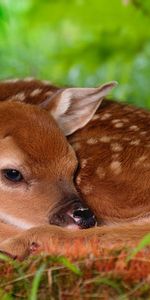 Animals,Deers