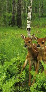 Animals,Deers