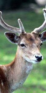 Cerfs,Animaux