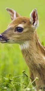 Animals,Deers