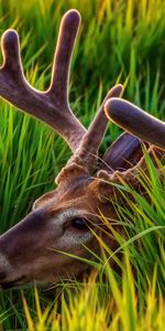 Animals,Deers