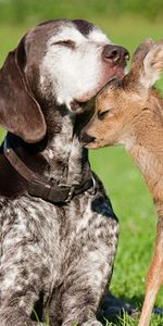 Animales,Ciervos,Perros