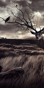 Animals,Deers,Landscape