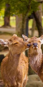 Cerfs,Agréable,Faune,Chéri,Drôle,Animaux