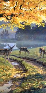 Animals,Deers,Pictures