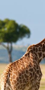 Animals,Desert,Africa,Back,Giraffe