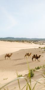 Sable,Désert,Oasis,Chameaux,Animaux