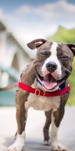 Animals,Dog,American Staffordshire Terrier,Smile