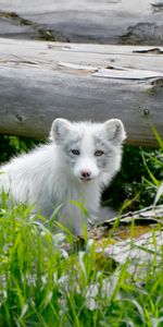 Animales,Zorro,Perro,Un Zorro,Zorro Ártico,Ártico