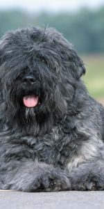 Animals,Dog,Asphalt,Wool