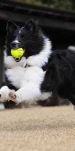 Animals,Dog,Ball,Playful,Bounce,Jump